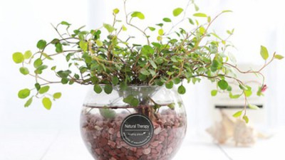 🐠 초특가 수경어항 후기! 나만의 작은 정원 만들기 🌱